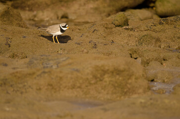 Common ringed plover Charadrius hiaticula. Arinaga Beach. Aguimes. Gran Canaria. Canary Islands. Spain.