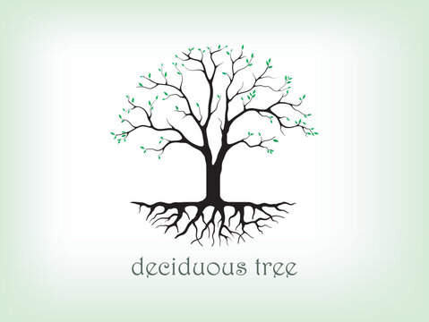 deciduous tree logo template, circle tree 