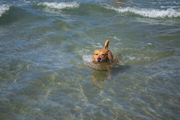Obraz premium Pit bull shiba inu mix playing in the sand and swimming at dog beach