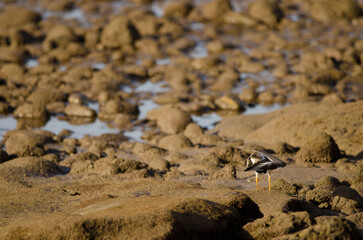Common ringed plover Charadrius hiaticula seen from the back stretching its wing. Arinaga Beach. Aguimes. Gran Canaria. Canary Islands. Spain.