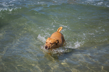 Pit bull shiba inu mix playing in the sand and swimming at dog beach