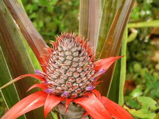 Una piña ornamental en jardin tropical, Puerto Viejo, Costa Rica