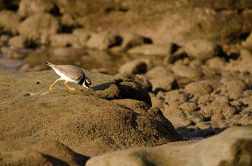 Common ringed plover Charadrius hiaticula searching for food. Arinaga Beach. Aguimes. Gran Canaria. Canary Islands. Spain.