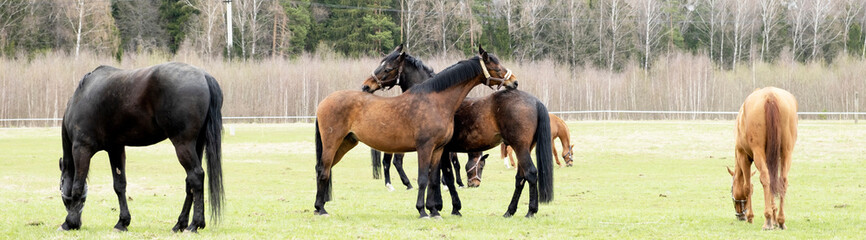 Two horses scratch each other's backs and graze in a meadow,