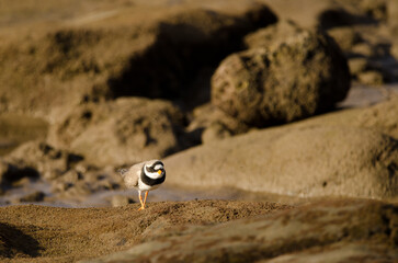 Common ringed plover Charadrius hiaticula. Arinaga Beach. Aguimes. Gran Canaria. Canary Islands. Spain.