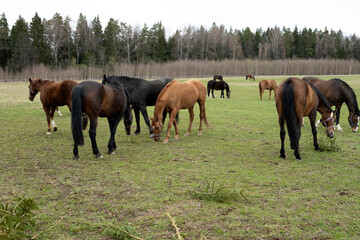 A herd of horses graze in a meadow, grazing grass and fir branches.
