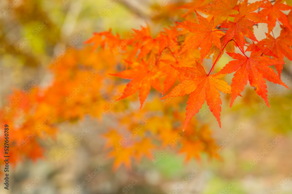 Canvas Prints オレンジ色の紅葉