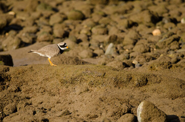 Common ringed plover Charadrius hiaticula. Arinaga Beach. Aguimes. Gran Canaria. Canary Islands. Spain.