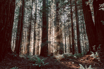 Fototapeta premium Redwood Grove