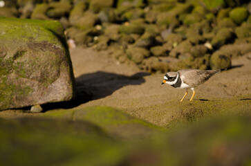 Common ringed plover Charadrius hiaticula. Arinaga Beach. Aguimes. Gran Canaria. Canary Islands. Spain.