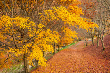 Fototapeta premium 樽尾沢キャンプ場の紅葉