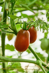 Young fresh tomatoes growing on the garden. The cultivation of tomatoes in greenhouses. Shallow depth of field