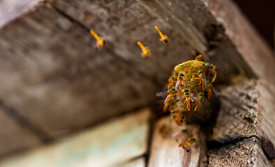 wild bees on hive entrance
