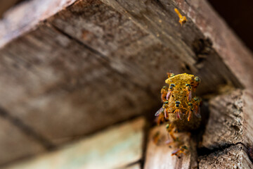 wild bees on hive entrance