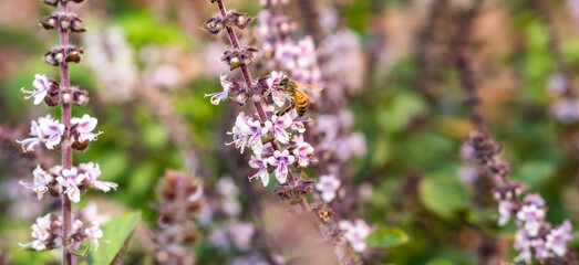 bees on lavender