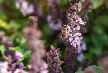 bees on lavender