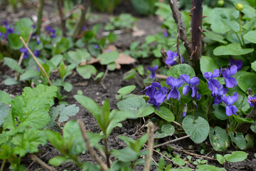 Blue mountain flowers in the meadow