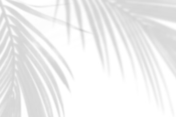 Abstract gray shadow background of natural palm leaves falling on white concrete wall texture with cracked line for background and wallpaper, black and white monochrome tone.