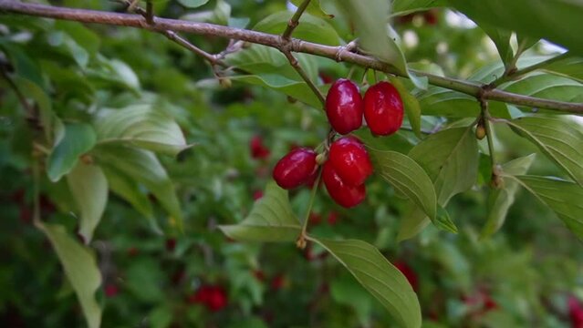 Slow motion of Cornus mas, the Cornelian cherry, European cornel or Cornelian cherry dogwood, which is a species of flowering plant in the dogwood family Cornaceae, native to Southern Europe and South