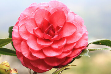 close-up of blooming red Camellia flower,beautiful red flower in full bloom in the garden in winter
