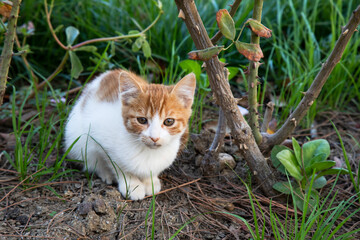 Yellow and white kitten sitting in a garden.  Cute yellow and white cat with big green eyes portrait.