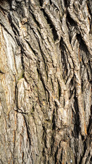 Rough tree bark. Tree trunk close-up. Texture of the natural surface. Vertical image