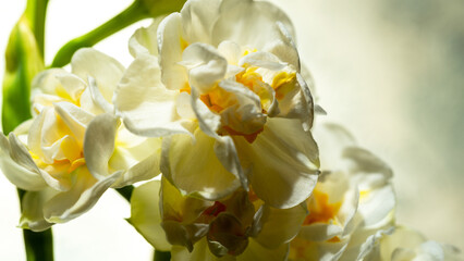 The flower of a double daffodil is white with a yellow core, close-up against a blurry background of other daffodils. First spring flowers