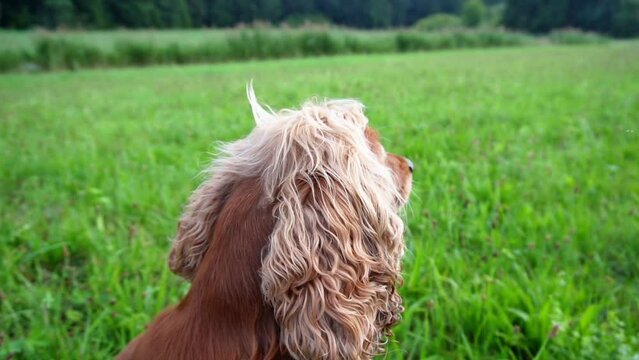 English Cocker Spaniel looking upwards and then turing his head away from the camera (slow motion)