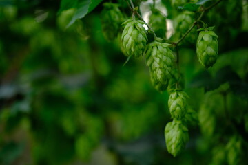 Green hop cones on plantation in sunlight rays, with shallow depth of field. Ingredient for...