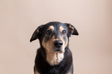 Rescue husky blend dog Charlie flaunts floppy ears and bright eyes for pet portraits on solid neutral background