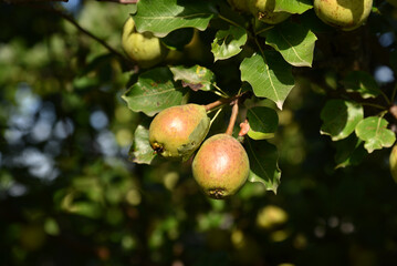 Ripe pear fruits on a tree in foliage in autumn in the garden. Juicy pear fruits in the summer garden.