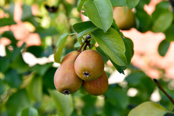 Ripe pear fruits on a tree in foliage in autumn in the garden. Juicy pear fruits in the summer garden.