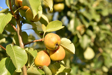 Ripe pear fruits on a tree in foliage in autumn in the garden. Juicy pear fruits in the summer garden.