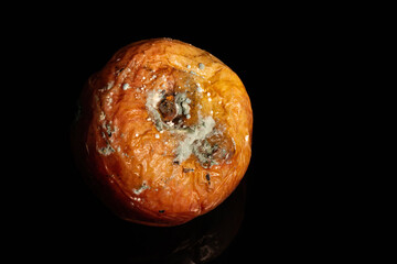 Rotten and moldy apple with wrinkles and mould isolated on black background with copyspace. Old age...
