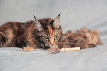 Girl grooming Maine Coon cat, combing her cat with a brush. Cat care hygiene, pet grooming.Shedding...