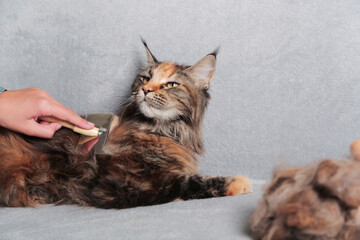 Girl grooming Maine Coon cat, combing her cat with a brush. Cat care hygiene, pet grooming.Shedding...