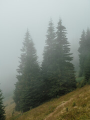 forest in fog