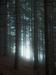 a mysterious forest in the fog with a scary atmosphere