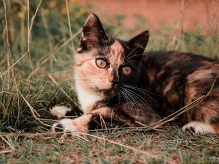 tricolor kitten plays and frolics in nature