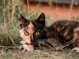 tricolor kitten plays and frolics in nature