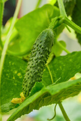 Young fresh cucumber growing on the garden. Shallow depth of field