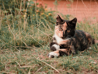 tricolor kitten plays and frolics in nature