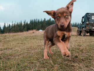 Brown puppy playing in nature