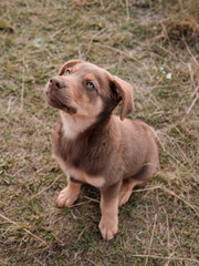 Brown puppy playing in nature