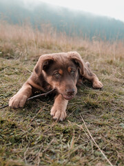 Brown puppy playing in nature