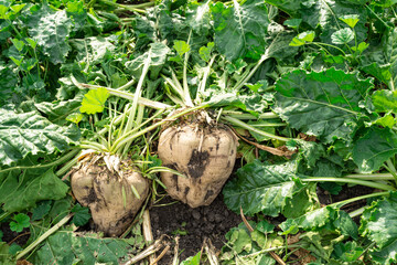 Pair of soon to be harvested sugar beet crop seen in a sugar beet field. The beet will be refined into sugar for food additives.