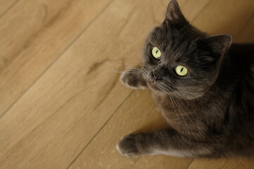 British cat lying on the floor at home. British shorthair breed portrait