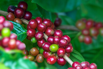 Coffee cherries on branch with green background in North Thailand.