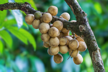 Longkong or Lansium parasiticum, tropical fruit that grow and hang from large branches or the trunk with green background, Thailand.