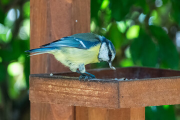 Fototapeta premium Young blue tit eats grains in the aviary.